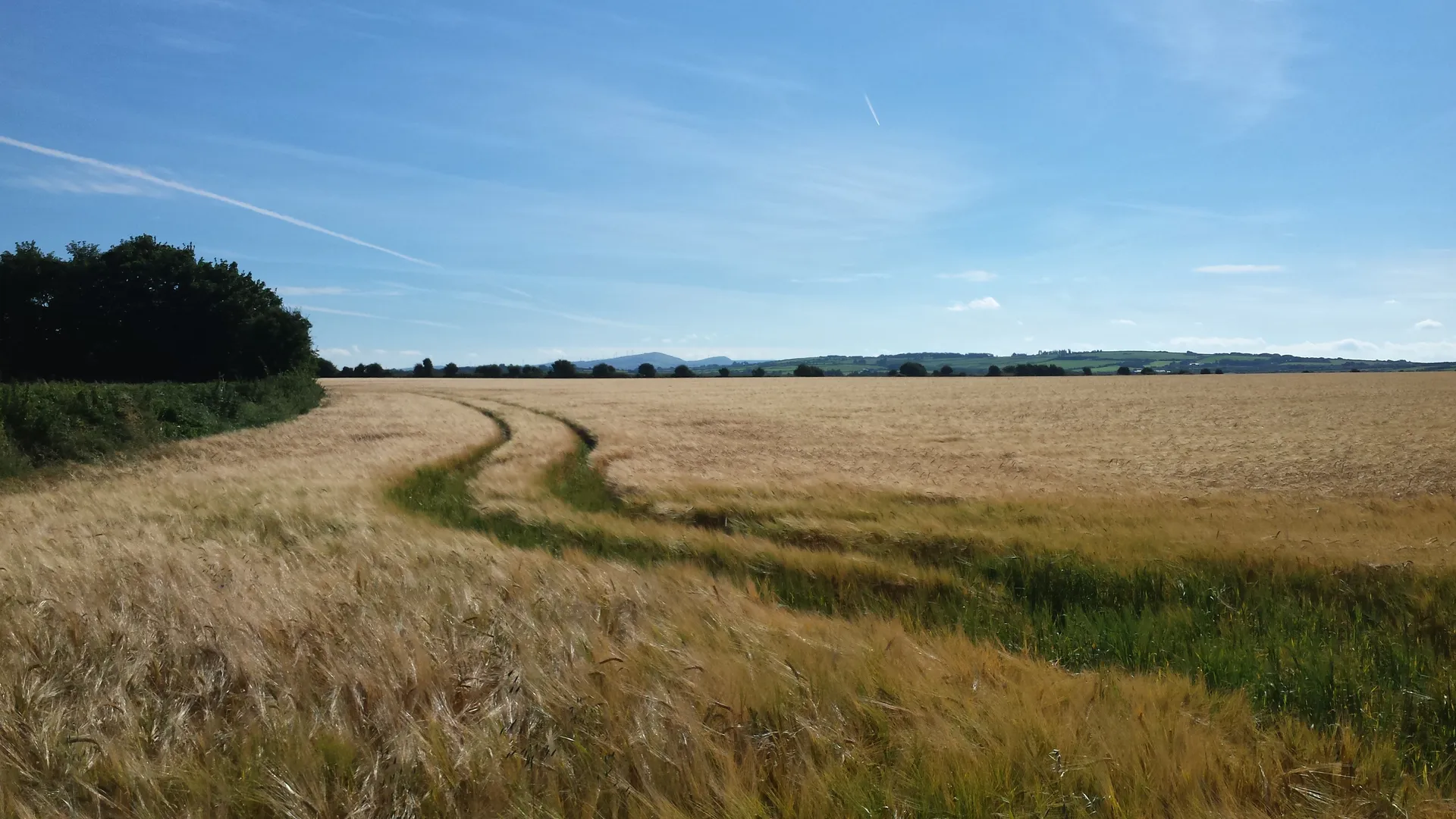 Field in Ireland